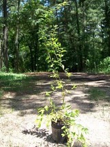 Wonderful Pomegranate 4-6 Ft Tree Healthy Live Plant Health Food Trees P... - $96.95