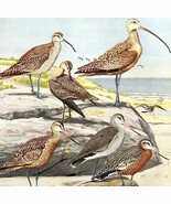 Curlews And Godwit Types 1955 Plate Print Birds Of America Nature Art DW... - $552.13 MXN