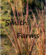 SD 200 Seeds Vetiver Zizanioides Ground Cover Grass Ornamental Fast Grow - €11,50 EUR