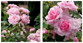 NEW ! Reminiscent Pink Rose - 4&quot; Pot - Gardening - $52.99