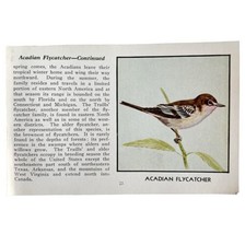 Acadian Flycatcher Print 1931 Blue Book Birds Of America Antique Art PCB... - $366.80 MXN