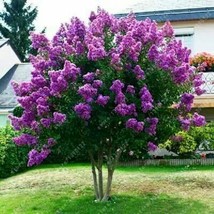 40+ Japanese Tree Purple Lilac Seeds Perennial Powerful Lovely Fragrant ... - $14.16