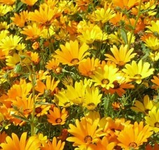 Jstore USA African Daisy Mix 100 Seeds Flower Garden - £3.92 GBP