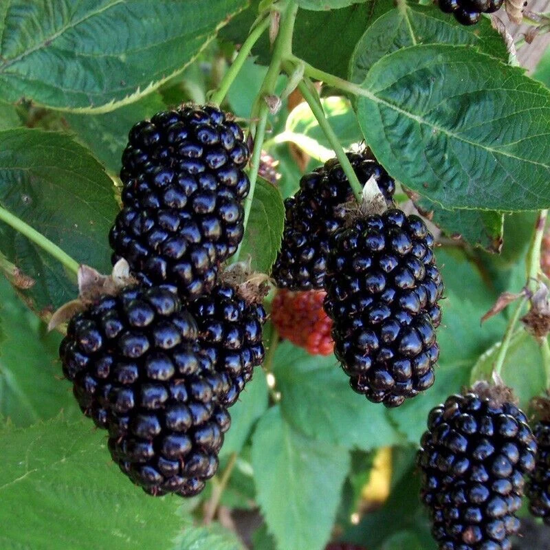 Semilir 20 Thornless Apache Blackberry Seeds Triple Crown Gi Vegetable S... - £7.45 GBP