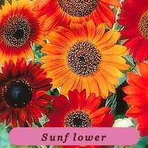 6056 sunflower pop thumb200