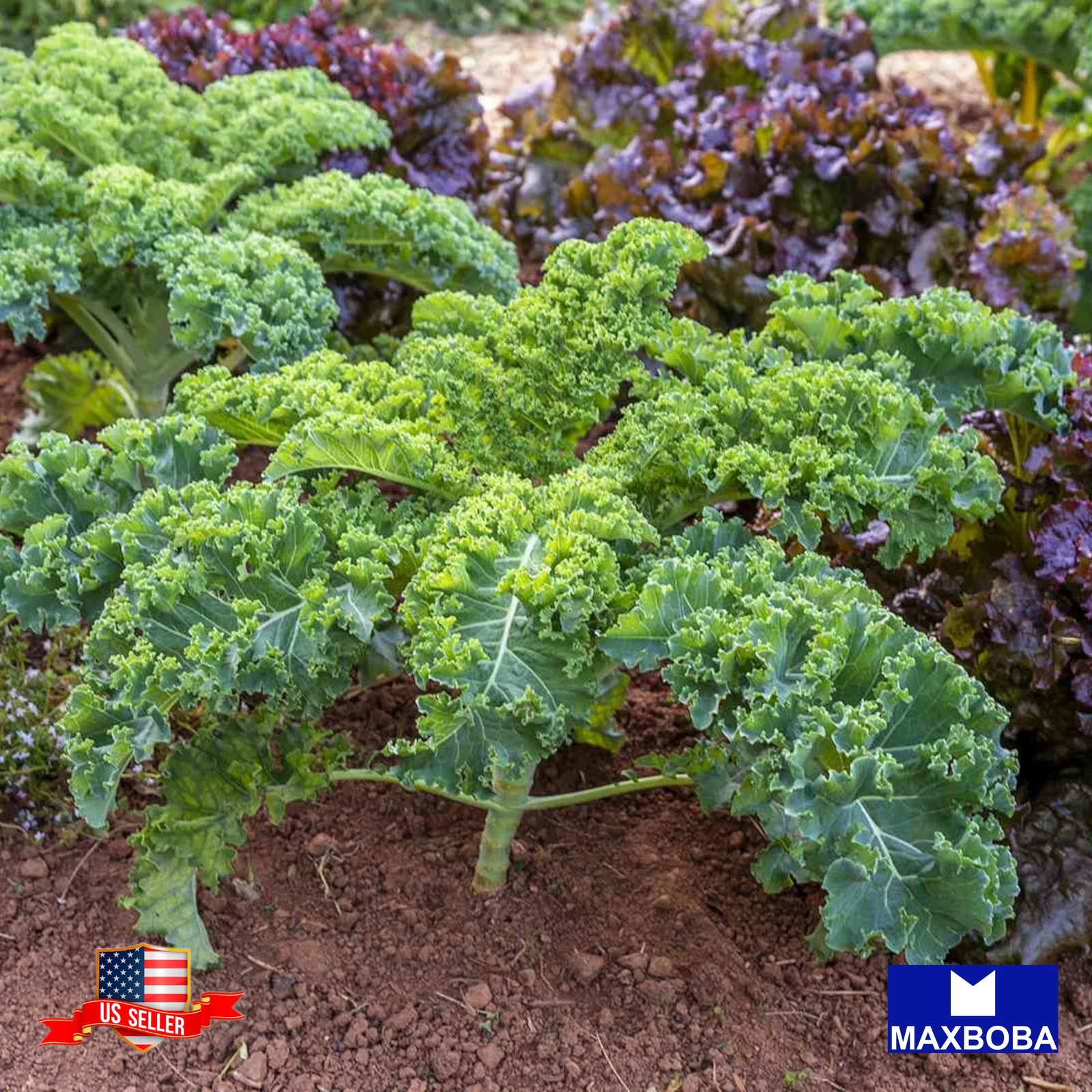 Fresh!! Kale Seeds Non-GMO Heirloom Vegetable - $3.87