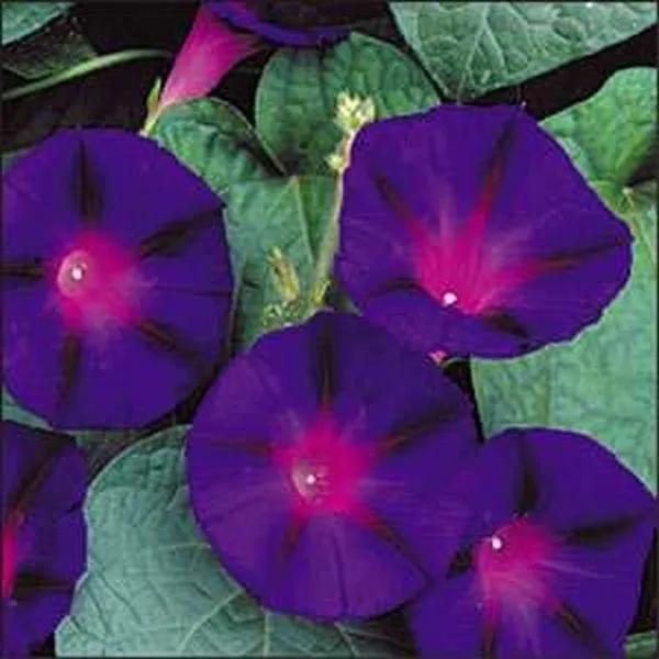 Morning Glory- Grandpa Ott- 100 Seeds tera store - £4.78 GBP