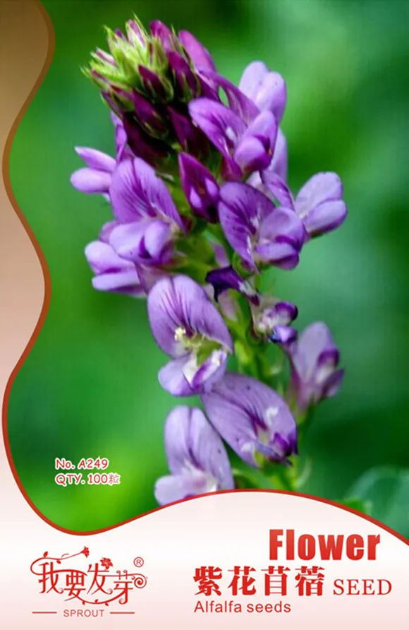 Best Original Pack, 100 Seeds / Pack, Purple Alfalfa Seed High Quality  - $9.15