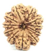 Rare Super Collector 11 mukhi Rudraksha - 32.20 mm - Nepal - IGL Certified - $488.04 CAD