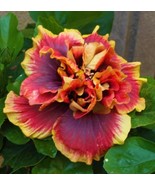 Crown Jellyfish**Small Rooted Tropical Hibiscus Starter Plant**Ships Bar... - $628.88 MXN