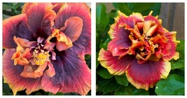 Tropical Hibiscus Crown Jellyfish Small Rooted Starter Plant Ships Bare Root - £59.39 GBP