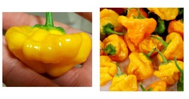 90+ Jamaican Yellow Mushroom Hot Pepper Seeds Spicy Culinary Free Shipping - £17.32 GBP