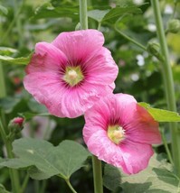 Hollyhock Flower Seeds 35+ Alcea Rosea Perennial Garden Heirloom - $9.00