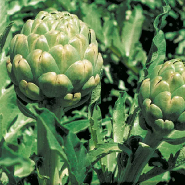 Artichoke Seeds Green Globe Variety Overwinters In Mild Climates 20 Count Fresh  - £7.09 GBP