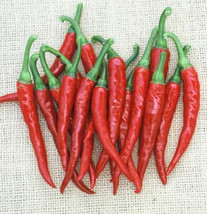 25 Seeds Ring-O-Fire Cayenne Pepper Vegetables Planting Edible Food Fresh Garden - £7.38 GBP