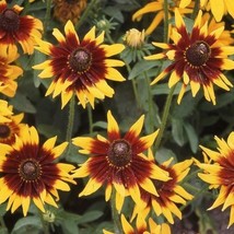 US Seller 200 Seeds Black Eyed Susan Autumn Forest Rudbeckia Hirta Double Blooms - £8.10 GBP