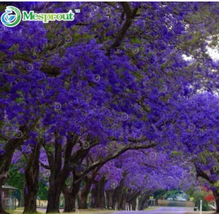 PWO Fresh 100% Genuine Purple Jacaranda Mimosifolia Tree Shrub Seeds 20Pcs - £4.08 GBP