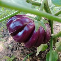 Large Purple Round Eggplant Seed Gardening USA Shipping - £7.67 GBP