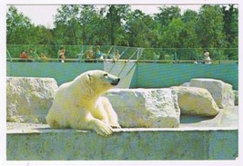 Postcard Polar Bear Metro Toronto Zoo Ontario - $2.96