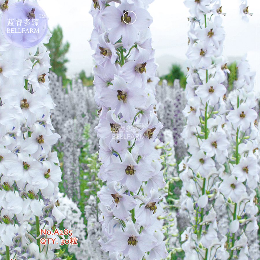 White Delphinium Larkspur Flower Seeds 30 Seeds - $7.99 White Delphinium Larkspur Flower Seeds 30 Seeds - $7.99