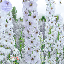 White Delphinium Larkspur Flower Seeds 30 Seeds - $7.99