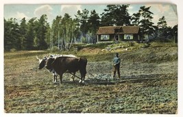 Sweden Farmer Oxen Pulling Farm Equipment In Field Outside House PC Post... - $4.00