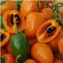 Rocoto Hot Peppers Orange  10 Seeds  Garden Beautiful USA SELLER - £4.41 GBP