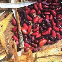 FROM USA  Dark Red Kidney Bean Seeds | For Planting Bush Chili Beans Vegetable S - £4.64 GBP