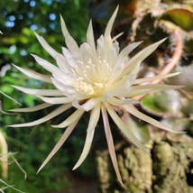 Strophocactus Wittii “Amazon Moon Flower” Division Mounted - £158.57 GBP