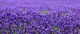 Beautiful Lavender Seeds 200+ Seeds - £3.95 GBP