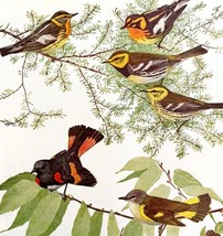 Warbler Varieties And Redstart #5 1936 Bird Lithograph Color Plate Print... - £19.66 GBP