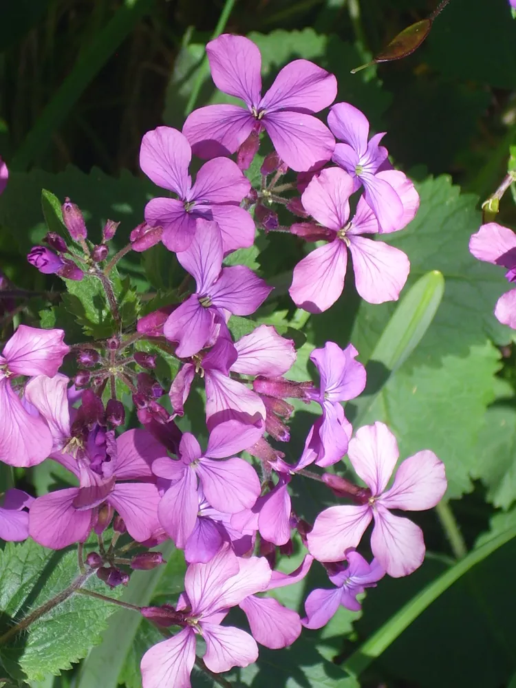 40 Purple Money Plant Seeds  Lunaria Annua ) - £7.25 GBP