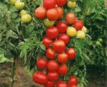 50 Moneymaker Heirloom Tomato Seeds Fast Shipping - $8.99