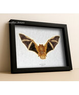 Real Painted Bat Kerivoula Picta Taxidermy Museum Quality Framed Shadowbox  - $2,201.11 MXN