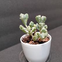 Live Succulent in White Pot, Deltoid Leaved Dew Plant, Oscularia Deltoides image 3