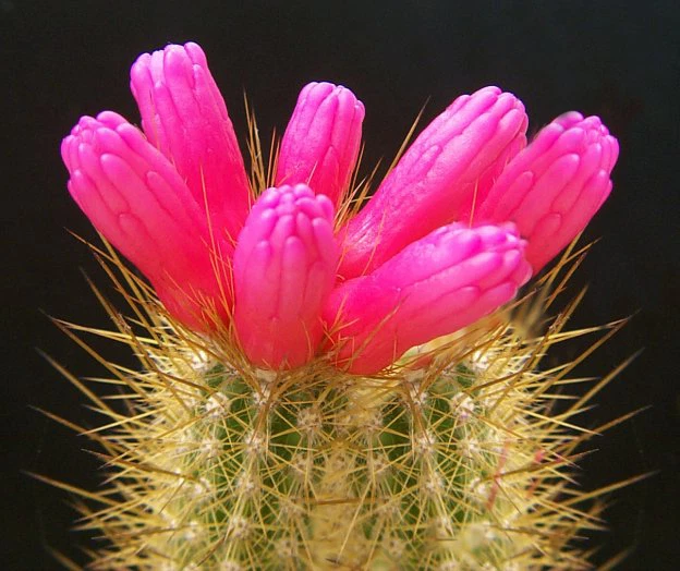 ARROJADOA RHODANTHA exotic cactus rare blooming succulent hanging seed 1... - $35.63