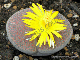 Rare Lithops Fulviceps Exotic Living Stones Rare Succulent Plant Seed 50 Seeds - £7.86 GBP