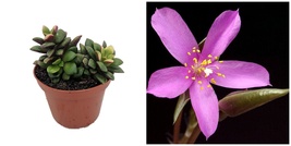 Lost Love Succulent Plant - Anacampseros rufescens variegata - 2&quot; Pot - £27.16 GBP