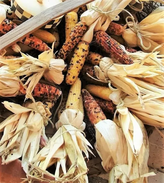50 Indian Mini Mix Corn Miniature 4&quot; Ears Zea Mays Vegetable Seeds Fresh - £7.83 GBP