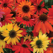 Hardy Echinacea Cheyenne Spirit Mixed Coneflower Seeds 50 Seeds - $7.99