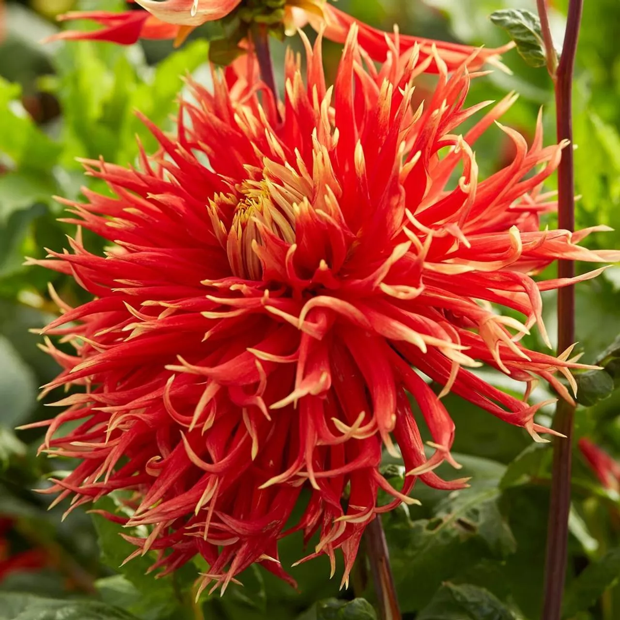 1 - SHOW &amp; TELL Decorative CACTUS DinnerPlate Dahlia Bulb Tuber Clump PE... - $44.91 CAD