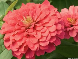 Garden Store 245 Seeds Salmon Queen Zinnia Elegans California Giant Double Flowe - £7.27 GBP