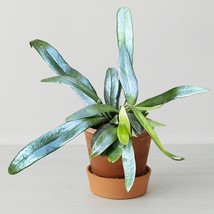 15 Seeds Blue Oil Fern Flowers Fresh Seeds - $10.00