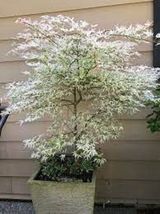 10 Seeds White Japanese Maple Tree SEEDS - £6.38 GBP