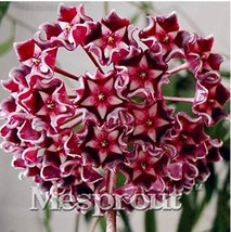 Hoya Kerrii Seed Balcony Flower Hoya Kerrii Seed Orchids Seed Fresh Garden USA S - $10.78