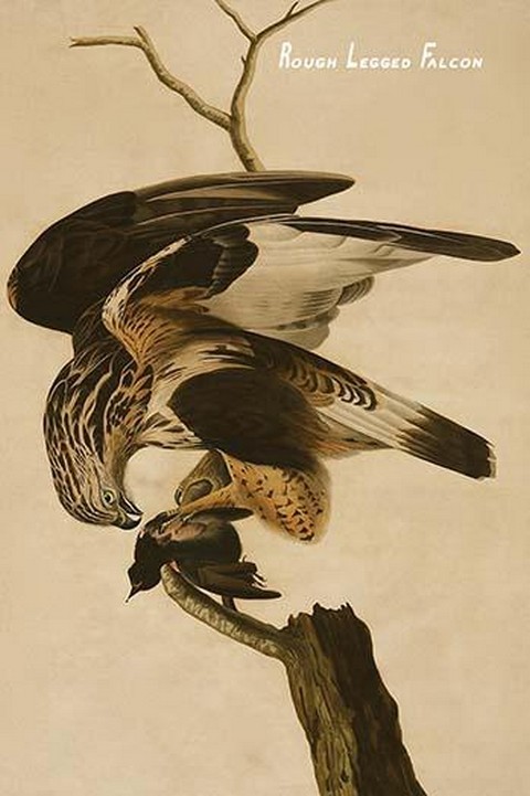 Primary image for Rough Legged Falcon by John James Audubon - Art Print