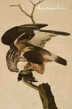 Rough Legged Falcon by John James Audubon - Art Print - £17.42 GBP+