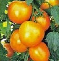 Tomato, Jubilee, Heirloom, 500 Seeds, Deliciously Sweet Yellow Fruit - £8.01 GBP