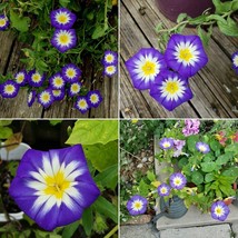 KKG Royal Ensign Convolvulus Dwarf Morning Glory 10 Organic Seeds Fresh ... - $7.89