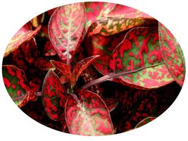 PowerOn 25+ Hypoestes Polka Dot Plant Splash Red Flower Seeds / Shade Loving - £5.48 GBP